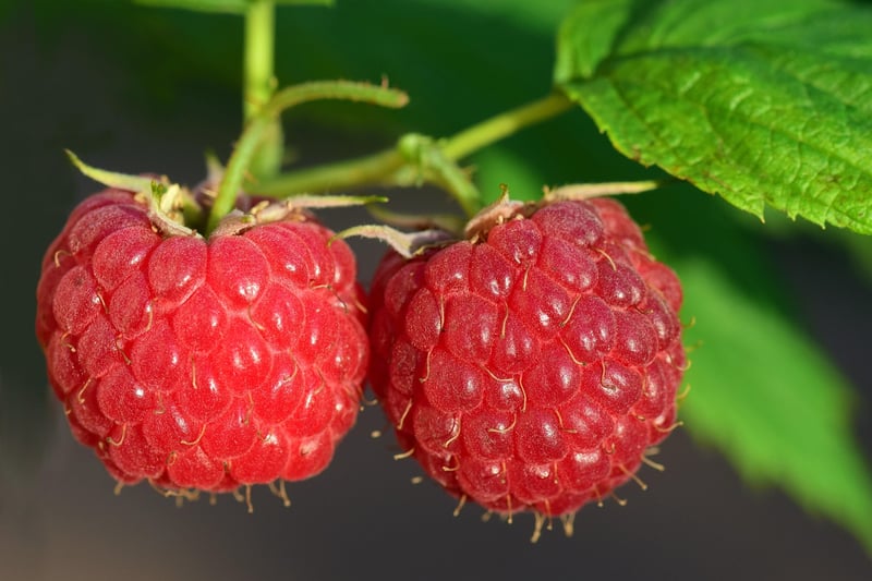 Berries